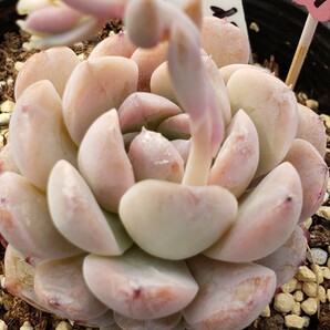 多肉植物NO29★アメイジンググレイス★ 7.5㎝ポット★ 新入荷★ 韓国苗  抜き苗  超美苗  エケベリアの画像6