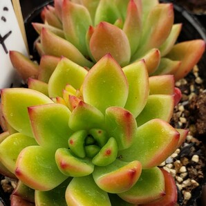 多肉植物NO873★レッドワイン★ 7.5㎝ポット★ 新入荷★ 韓国苗  抜き苗  超美苗  エケベリアの画像5