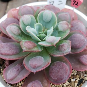 多肉植物NO72★レインドロップ★ 12㎝ポット★ 新入荷★　韓国苗 　抜き苗　 超美苗 　エケベリア