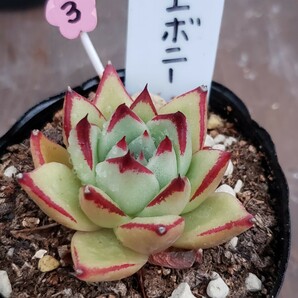 多肉植物NO03★エボニー★ 7.5㎝ポット★ 新入荷★ 韓国苗  抜き苗  超美苗  エケベリアの画像3