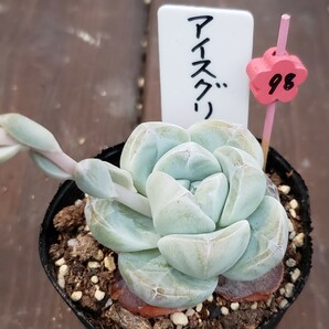 多肉植物NO98★アイスグリーン★ 6㎝ポット★ 新入荷★ 韓国苗  抜き苗  超美苗  エケベリアの画像5