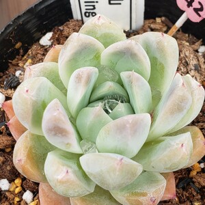 多肉植物NO42★氷山★ 9㎝ポット★ 新入荷★　韓国苗 　抜き苗　 超美苗 　　　エケベリア