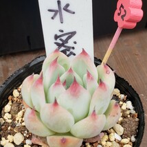 多肉植物NO52★水蜜桃★ 6㎝ポット★ 新入荷★　韓国苗 　抜き苗　 超美苗 　　　エケベリア_画像6