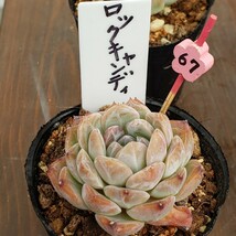 多肉植物NO67★ロックキャンディ★ 6㎝ポット★ 新入荷★　韓国苗 　抜き苗　 超美苗 　　　エケベリア_画像4