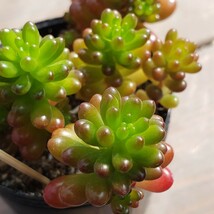 多肉植物NO189★レッドベリー★ 6㎝ポット★ 新入荷★　　抜き苗　 超美苗 　　　セダム_画像5