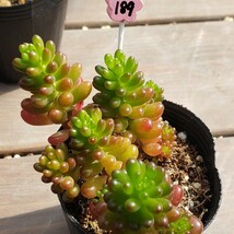 多肉植物NO189★レッドベリー★ 6㎝ポット★ 新入荷★　　抜き苗　 超美苗 　　　セダム_画像6