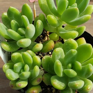 多肉植物NO183★春萌★ 7.5㎝ポット★ 新入荷★　韓国苗 　抜き苗　 超美苗 セダム