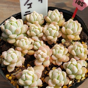 多肉植物NO185★プロリィフェラ★ 7.5㎝ポット★ 新入荷★　韓国苗 　抜き苗　 超美苗 　セダム