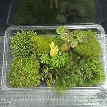 天然苔　こけ　植物詰め合わせ！タマゴケ　ヒノキゴケ　フデゴケ等 y_画像3