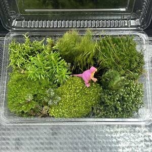 天然苔　こけ　植物詰め合わせ！ホウオウゴケ　フデゴケ　ムチゴケ等 pk