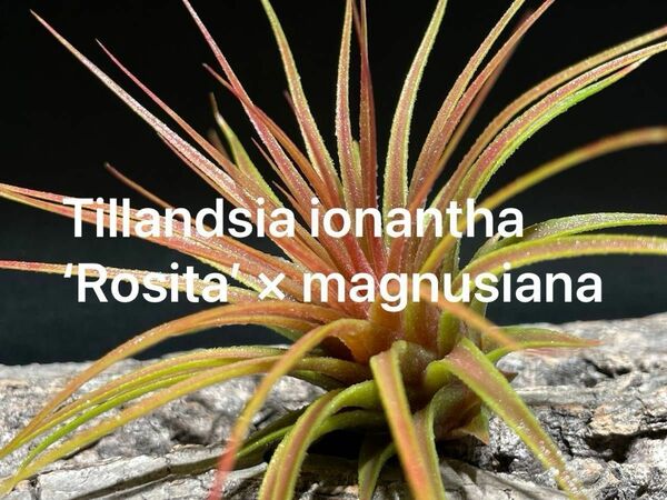 ティランジア イオナンタ ロシータ × マグヌシアーナ / チランジア エアプランツ エアープランツ 交配種 