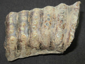  unknown animal tooth fossil 1314g ②