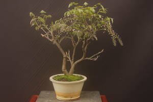  bonsai Fuji wistaria pink 