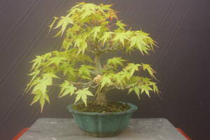  bonsai Mt Fuji maple 