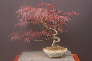  bonsai Fuji red ... maple 