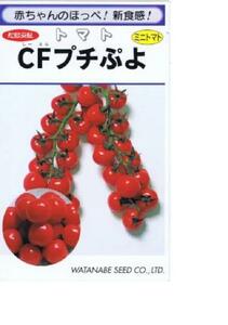 ミニトマトCFプチぷよ苗（赤）他　9センチポット入り　無農薬4株　送料込み