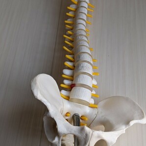 二種類まとめて 人体模型 脊椎 膝 骨格模型 アナトミー ANATOMYの画像5