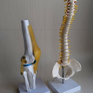 二種類まとめて 人体模型 脊椎 膝 骨格模型 アナトミー ANATOMYの画像1