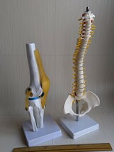 二種類まとめて　人体模型　脊椎　膝 骨格模型　アナトミー　ANATOMY_画像1