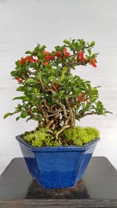 長寿梅（赤花）か　小品盆栽