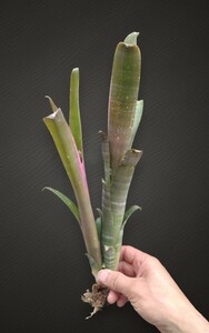 ビルベルギア【 不明種】 Billbergia　ビルベルギア　ブロメリア タンクブロメリア　ケスネリア　エクメア　札落ち