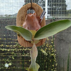 【 ビカクシダ・ビフルカツム】 コウモリラン ビカクシダ プラティセリウム Platycerium 羊歯植物 板付の画像1