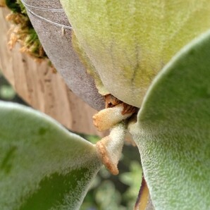 【 ビカクシダ・ビフルカツム】 コウモリラン ビカクシダ プラティセリウム Platycerium 羊歯植物 板付の画像4