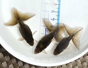 ☆土佐錦・二歳魚・約5～5.5cm・3匹☆