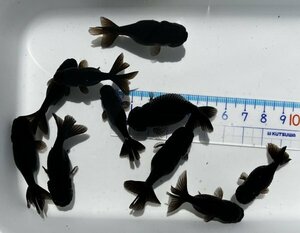 ▽黒らんちゅう・二歳魚・約4～5㎝・10匹▽ハネ