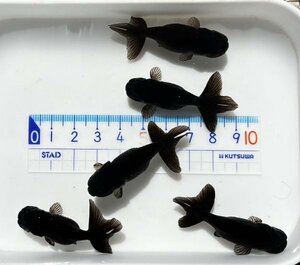 ◎黒らんちゅう・二歳魚・約4.5～5㎝・5匹◎