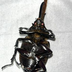 標本用・死虫・ヘラクレスヘラクレス レッドアイ♂単の画像1