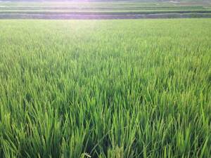 Новый рис 2023 Mie Spring Water Rice (Gomitsu Rice) [Бесплатная доставка] Кошихикари коричневый рис 10 кг