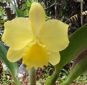 洋蘭 交配種 カトレア Rlc.Luna Jaune 蕾付 ミディータイプ 黄花コンカラー