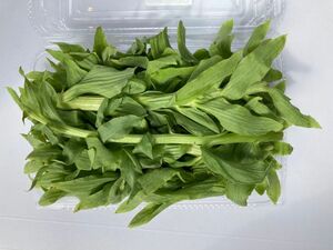 【大好評残り僅か】茎ふきのとう　300g