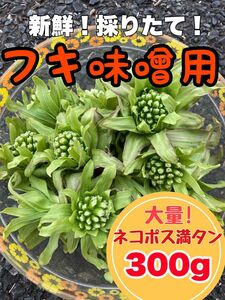 【ネコポス満タン！】お山の天然ふきのとう350g