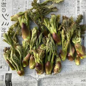 【山菜の王様】天然たらの芽　200g以上　岩手県産