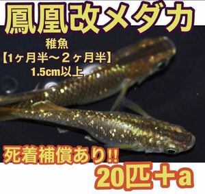 . Chan me Dakar * delivery method obligatory reading *[ free shipping ]me Dakar phoenix modified .... lame Gold Golden . fish hikari body type 20 pcs 