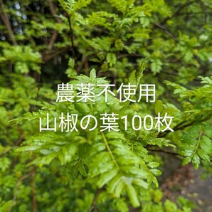 農薬不使用木の芽山椒の葉100枚の画像1