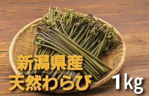 5月8日収穫予定【良質】新潟県産天然わらび １㎏