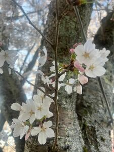 購入者様専用です