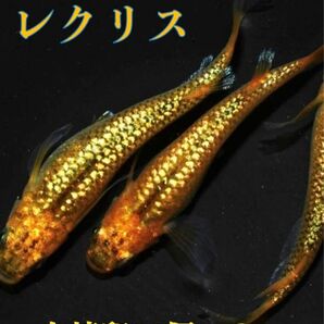 レクリス　有精卵30個＋@ 金色のかっこよさが特徴です！！