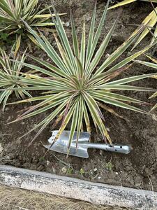  yucca alloy fo rear . entering root attaching 