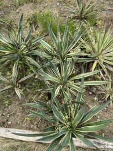  yucca Glo rio sa Varie ga-ta. entering root .. attaching ( each )3980 jpy 