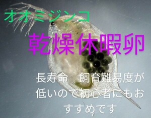 送料無料！　オオミジンコ　休暇乾燥卵　めだか　グッピー　金魚　鯉稚魚　自由研究　初心者にもおすすめ　