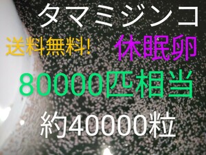 送料無料!　タマミジンコ　休眠乾燥卵　80000匹相当（約40000個）常温保存　取説付　めだか　グッピー金魚　熱帯魚鯉稚魚ピンポンパール餌