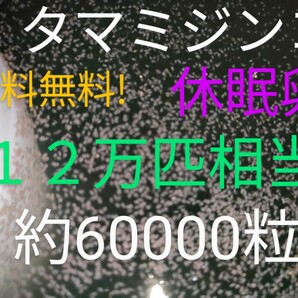 送料無料! タマミジンコ 休眠乾燥卵 120000匹相当（約60000個）常温保存 めだか グッピー 金魚 熱帯魚 鯉稚魚 乾燥卵の画像1