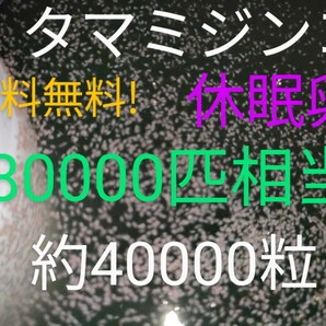 送料無料! タマミジンコ 休眠乾燥卵 80000匹相当（約40000個）常温保存 取説付 めだか グッピー金魚 熱帯魚鯉稚魚ピンポンパール餌の画像1