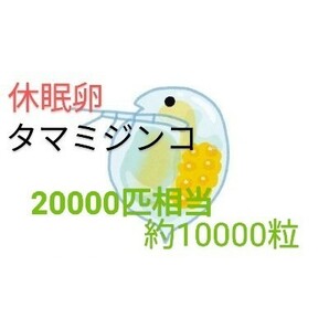 タマミジンコ 20000匹相当 ホウネンエビ25000匹相当 休眠乾燥卵 最強活き餌飼育セット 取説付 グッピー鯉金魚 送料無料 めだか餌の画像2