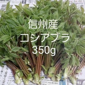 信州産 採れたて コシアブラ 350g 送料込 山菜  ①の画像1