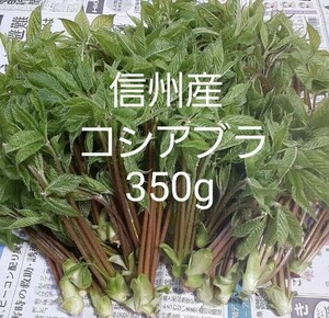 信州産　採れたて　コシアブラ　350g　送料込　山菜 　①